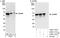 KH RNA Binding Domain Containing, Signal Transduction Associated 1 antibody, A302-111A, Bethyl Labs, Western Blot image 