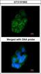Annexin A2 antibody, GTX101902, GeneTex, Immunofluorescence image 