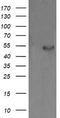 Protein Disulfide Isomerase Family A Member 3 antibody, TA504993, Origene, Western Blot image 