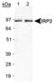 Integrin Subunit Alpha 2 antibody, PA1-16544, Invitrogen Antibodies, Western Blot image 