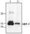 Growth Differentiation Factor 3 antibody, GTX59902, GeneTex, Western Blot image 