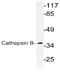 Cathepsin B antibody, AP20651PU-N, Origene, Western Blot image 