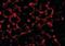 MIMP antibody, orb94272, Biorbyt, Immunofluorescence image 