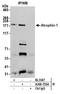 Atrophin-1 antibody, A300-753A, Bethyl Labs, Immunoprecipitation image 