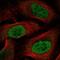 Homeobox C6 antibody, HPA054981, Atlas Antibodies, Immunofluorescence image 