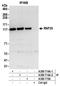 E3 ubiquitin-protein ligase BRE1A antibody, A300-714A, Bethyl Labs, Immunoprecipitation image 