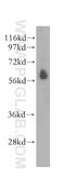 Serine/Threonine Kinase 32C antibody, 11434-1-AP, Proteintech Group, Western Blot image 