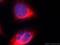 Vimentin antibody, YF594-60330, Proteintech Group, Immunofluorescence image 