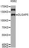 DLG Associated Protein 5 antibody, MBS126990, MyBioSource, Western Blot image 