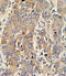 Polymeric immunoglobulin receptor antibody, OAAB05147, Aviva Systems Biology, Immunohistochemistry frozen image 