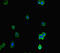 Actin-related protein 5 antibody, LS-C677064, Lifespan Biosciences, Immunofluorescence image 