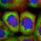 40S ribosomal protein S25 antibody, HPA031801, Atlas Antibodies, Immunocytochemistry image 