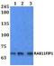 RAB11 Family Interacting Protein 1 antibody, PA5-75902, Invitrogen Antibodies, Western Blot image 