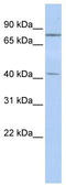 Kelch-like protein 3 antibody, TA345215, Origene, Western Blot image 