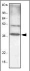CCAAT Enhancer Binding Protein Beta antibody, orb88560, Biorbyt, Western Blot image 
