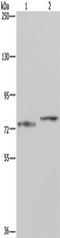 Protein AATF antibody, TA350967, Origene, Western Blot image 