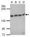 Large proline-rich protein BAG6 antibody, NBP2-15547, Novus Biologicals, Western Blot image 