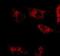 Man1a antibody, NB600-977, Novus Biologicals, Immunofluorescence image 