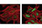 Jun Proto-Oncogene, AP-1 Transcription Factor Subunit antibody, 3270T, Cell Signaling Technology, Immunocytochemistry image 