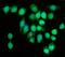 Kif2 antibody, A03979-1, Boster Biological Technology, Immunofluorescence image 