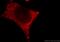 Dual serine/threonine and tyrosine protein kinase antibody, 20102-1-AP, Proteintech Group, Immunofluorescence image 