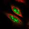 SDA1 Domain Containing 1 antibody, NBP1-90434, Novus Biologicals, Immunofluorescence image 