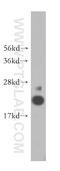 Acireductone Dioxygenase 1 antibody, 15133-1-AP, Proteintech Group, Western Blot image 
