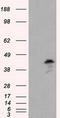 MCL1 Apoptosis Regulator, BCL2 Family Member antibody, TA500990, Origene, Western Blot image 