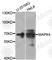 Mitogen-Activated Protein Kinase 4 antibody, A8144, ABclonal Technology, Western Blot image 