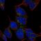 Membrane-bound aminopeptidase P antibody, HPA000339, Atlas Antibodies, Immunocytochemistry image 