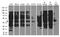 BRISC And BRCA1 A Complex Member 1 antibody, A06132, Boster Biological Technology, Western Blot image 