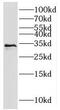 Ribonuclease H2 Subunit A antibody, FNab07328, FineTest, Western Blot image 