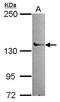POLG antibody, GTX113247, GeneTex, Western Blot image 