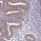 B-Box And SPRY Domain Containing antibody, NBP1-82204, Novus Biologicals, Immunohistochemistry frozen image 