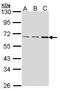 Fas-activated serine/threonine kinase antibody, GTX107855, GeneTex, Western Blot image 