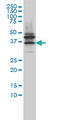 JAM-2 antibody, LS-B5473, Lifespan Biosciences, Western Blot image 