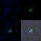 Myogenic Differentiation 1 antibody, NB100-56511, Novus Biologicals, Immunofluorescence image 