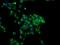 MIF4G domain-containing protein antibody, NBP2-01876, Novus Biologicals, Immunofluorescence image 