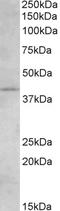 Cannabinoid Receptor 2 antibody, EB06946, Everest Biotech, Western Blot image 