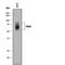 Sulfated glycoprotein 1 antibody, AF8520, R&D Systems, Western Blot image 