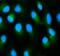 AHSG antibody, FNab09916, FineTest, Immunofluorescence image 