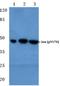 Jun Proto-Oncogene, AP-1 Transcription Factor Subunit antibody, A02038Y170, Boster Biological Technology, Western Blot image 