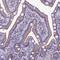 Selenoprotein T antibody, NBP1-90979, Novus Biologicals, Immunohistochemistry paraffin image 