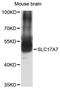 Solute Carrier Family 17 Member 7 antibody, A12879, ABclonal Technology, Western Blot image 