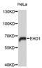 EH Domain Containing 1 antibody, STJ111770, St John
