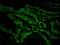 HAUSP antibody, IHC-00018, Bethyl Labs, Immunofluorescence image 