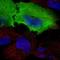 Calcyphosine antibody, HPA043520, Atlas Antibodies, Immunofluorescence image 