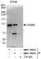 ATM Interactor antibody, NBP1-79015, Novus Biologicals, Western Blot image 