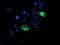 Protein Phosphatase 1 Regulatory Subunit 15A antibody, TA504309, Origene, Immunofluorescence image 