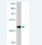Hes Family BHLH Transcription Factor 2 antibody, H00054626-M01, Novus Biologicals, Western Blot image 